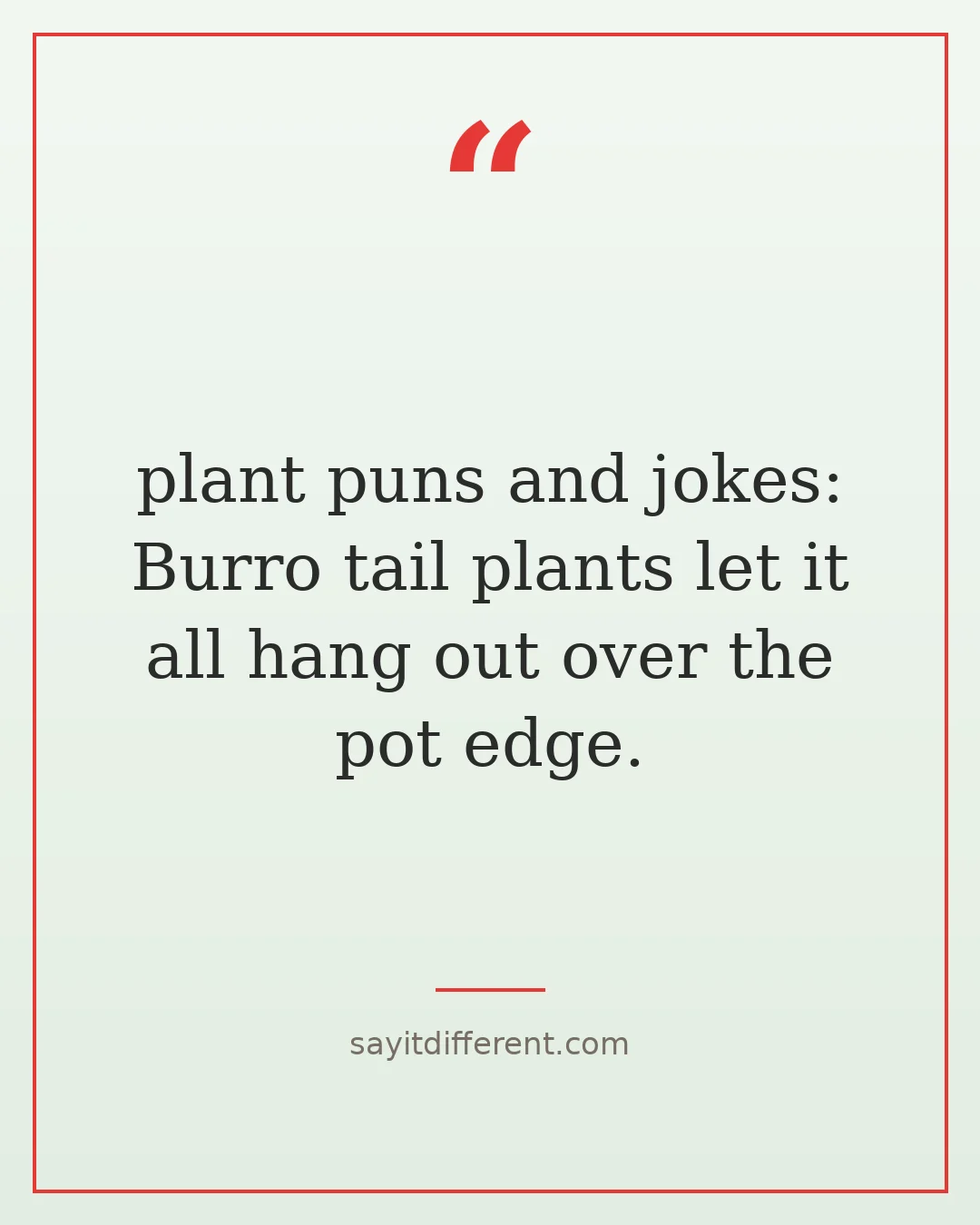 plant puns and jokes: Burro tail plants let it all hang out over the pot edge.